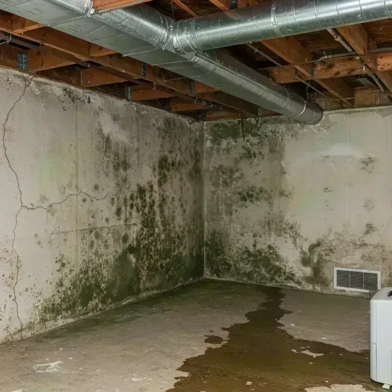 Professional Mold Removal in Stanford, KY